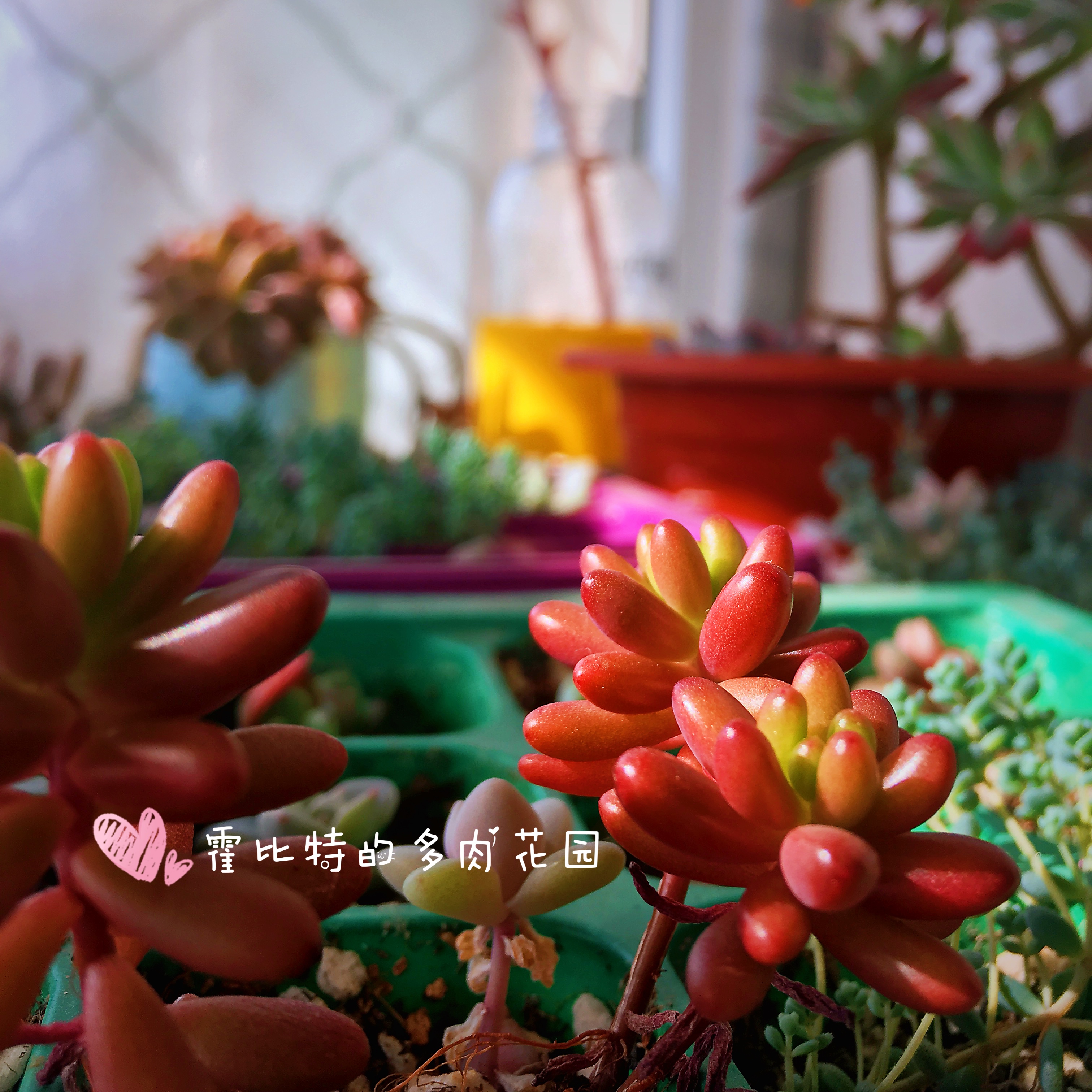 买多肉买花盆,买多肉植物品种靠谱吗