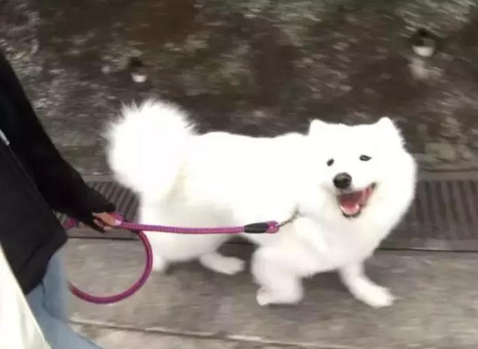 萨摩耶狗狗找领养,领养狗狗萨摩耶免费