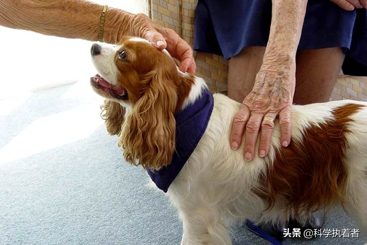 服务犬，工作犬，治疗犬，情感支持犬：有什么区别？