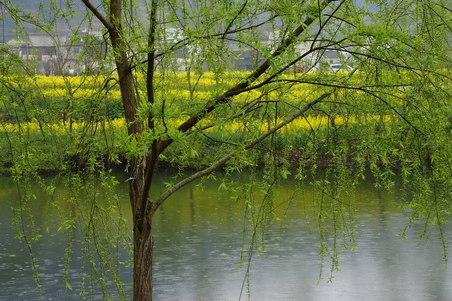 古代大师写柳树，全文没有一个柳字，你的眼前却处处是柳树的身影