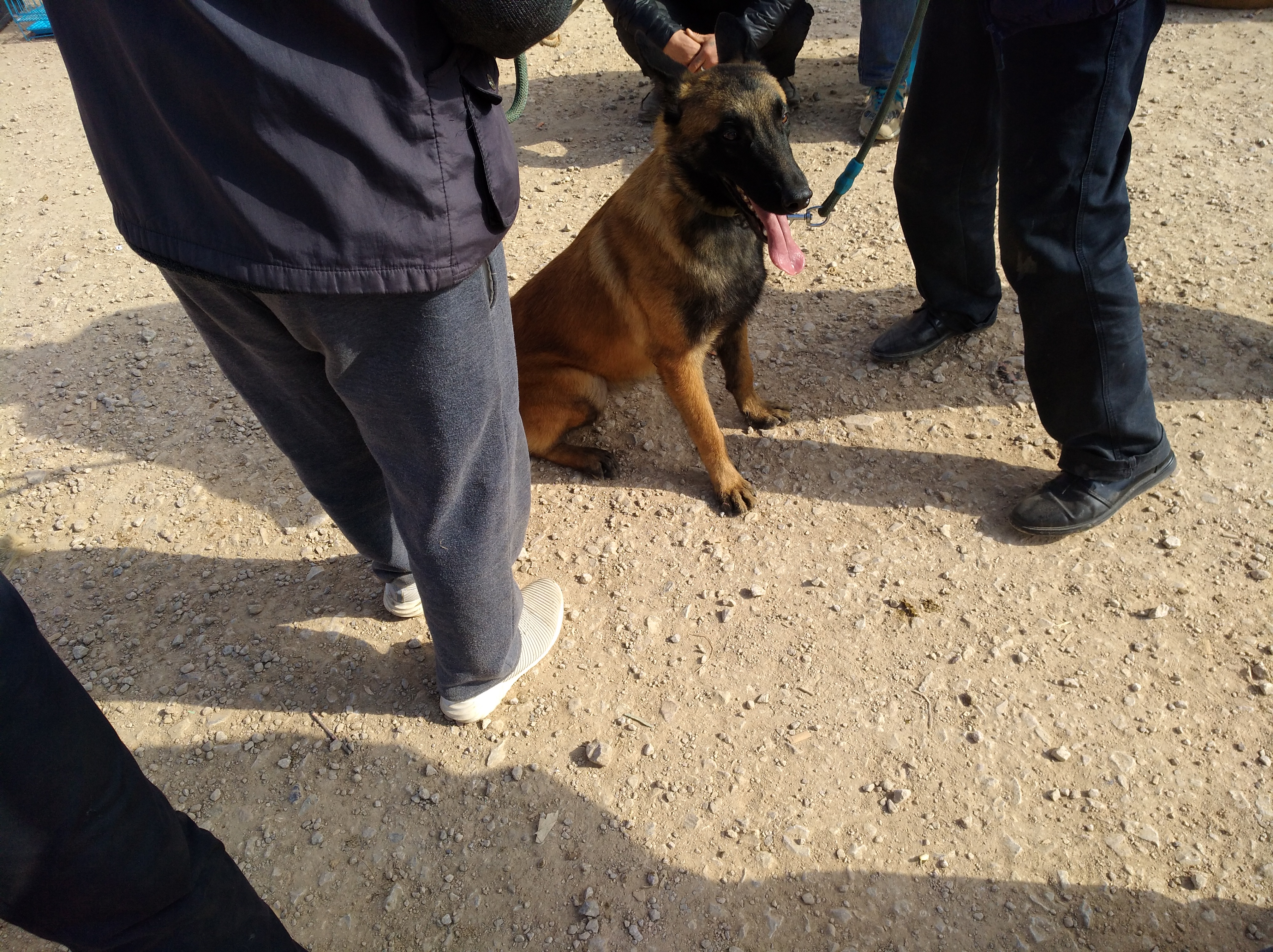 马犬有不训练天生就会很乖的狗,不养不知道原来马犬可以这么优秀