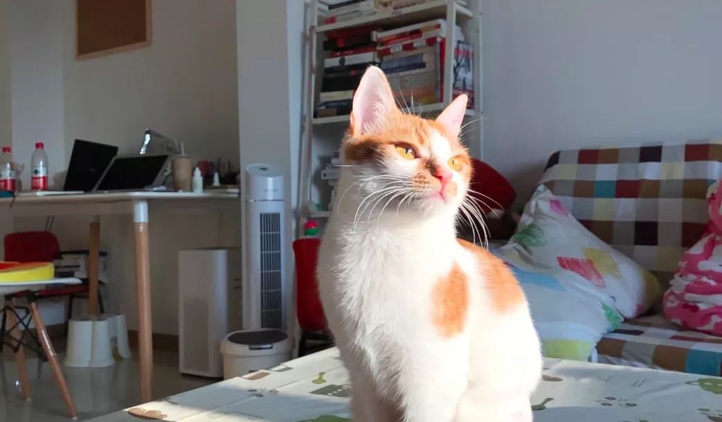 家养的猫咪需要打狂犬疫苗吗,家养的猫咪需要接种疫苗吗