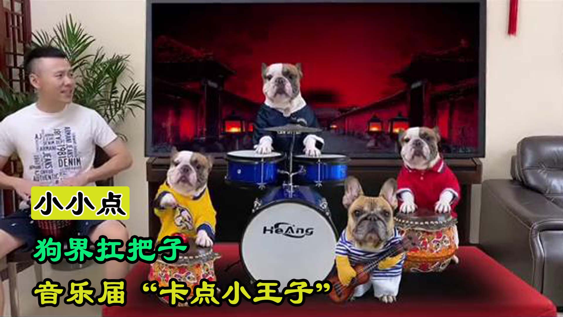 小伙养了一只罕见的小宠物,狗界网红卡点小王子