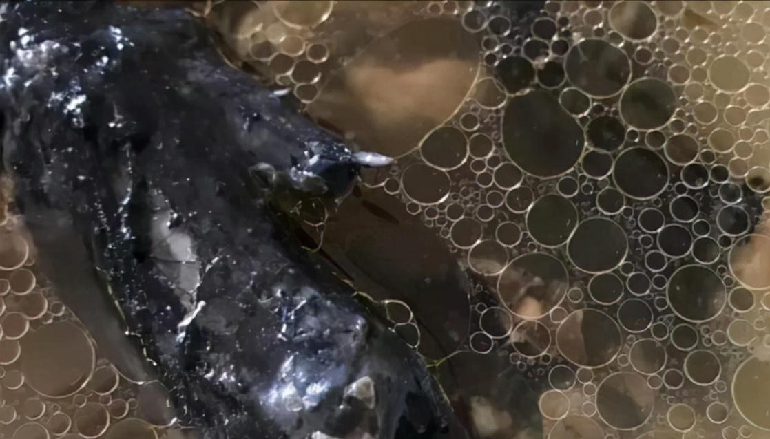 乌鸡汤最营养健康的做法,一份简单好喝的乌鸡汤带给大家啦