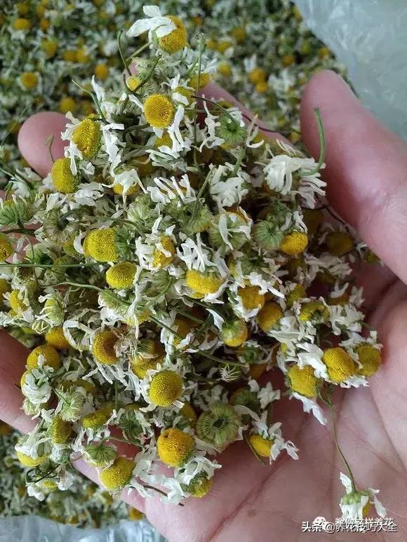 帮助睡眠的花水养,睡眠不理想试试养这4种花