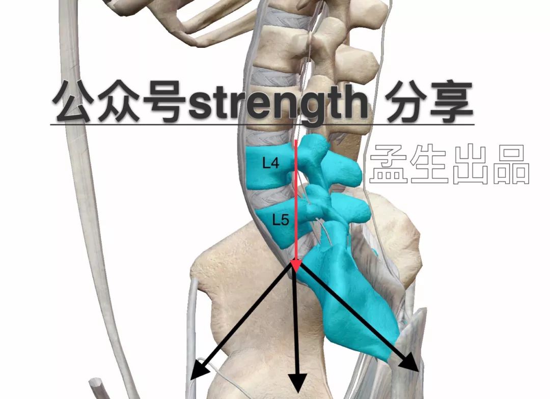 力量训练中腰带的选择与佩戴——全面指南