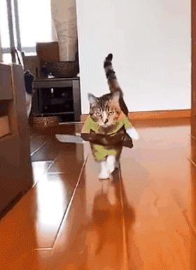 你根本不知道，养只猫有多幸福！