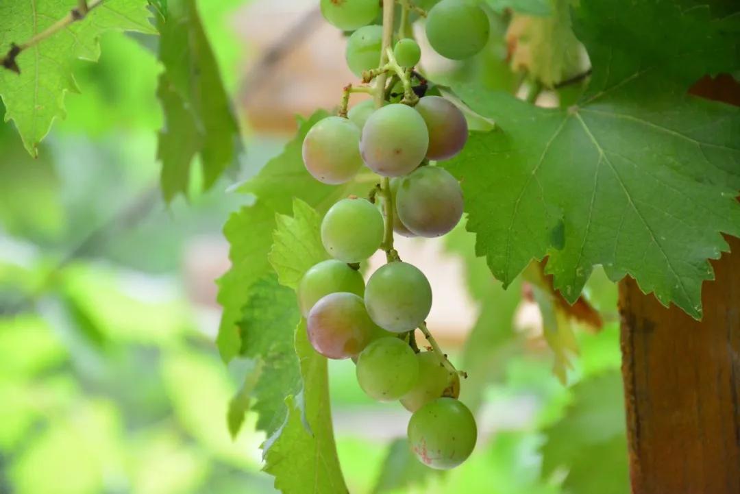 鏍″洯閲岀殑钁¤悇,瀛︽牎閲岀殑钁¤悇鐔熶簡