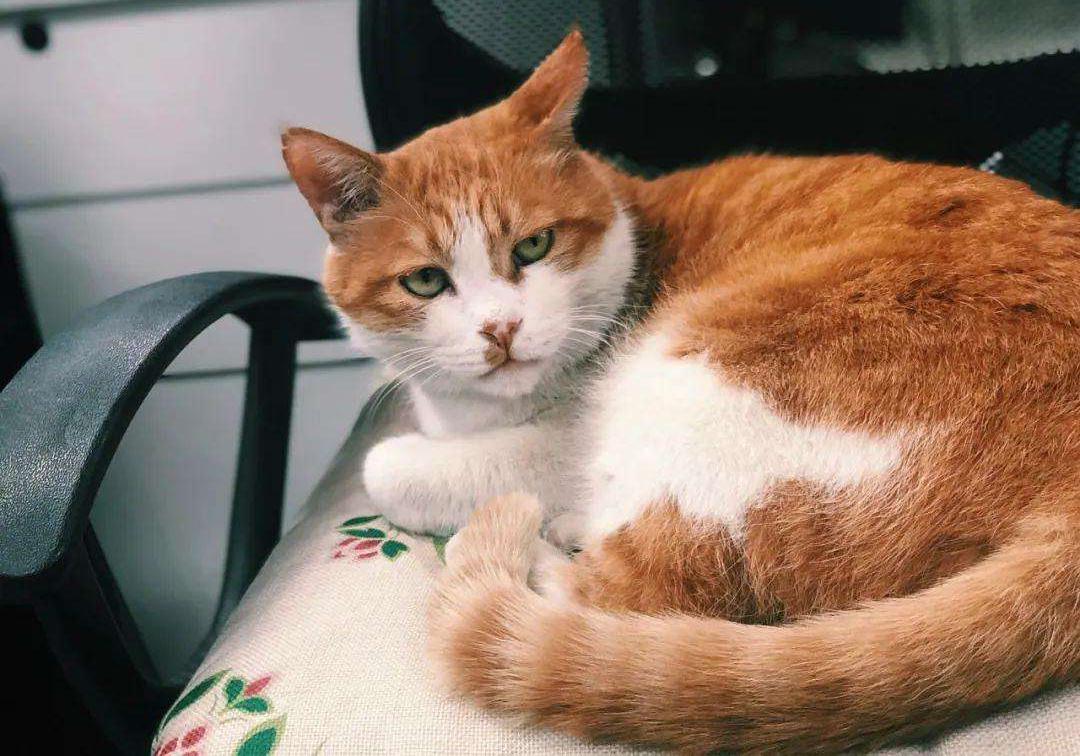 猫咪吃糖吃的很欢,猫咪吃糖会怎么样