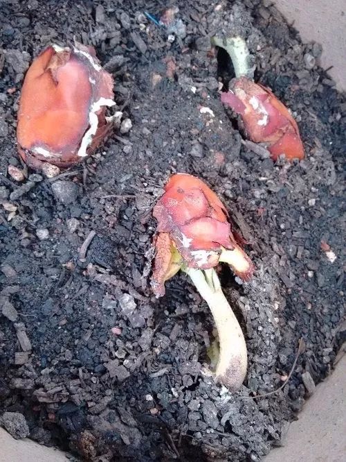 榴莲吃半个月会怎样,榴莲种子放冰箱保鲜里能种吗