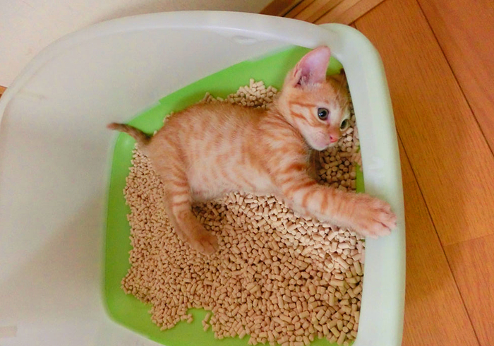 明明驱虫了但为什么还有蜱虫,猫咪得了毛滴虫主人要怎么防