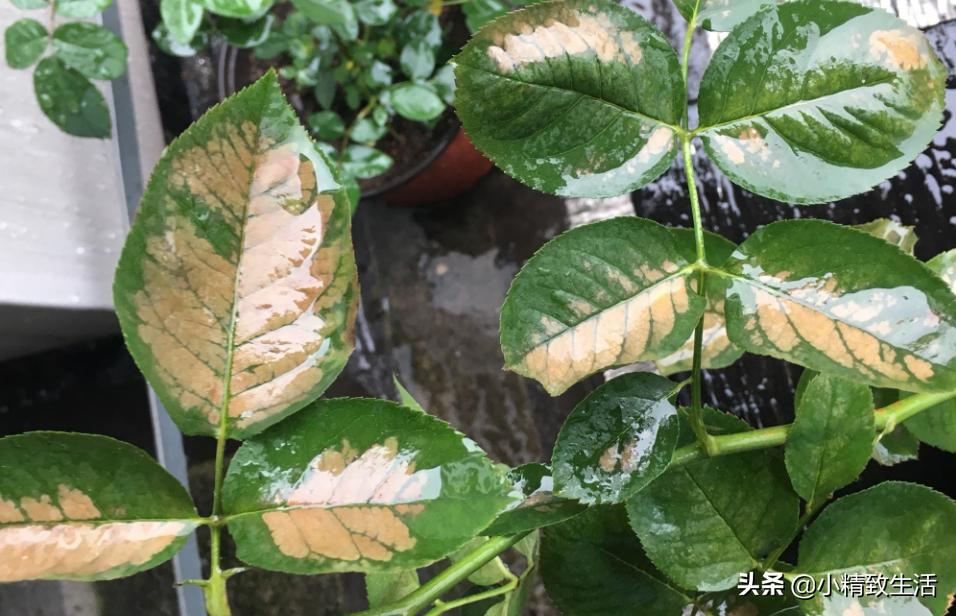 月季花是“药罐子”,常见10种病虫害,预防第一,救治第二