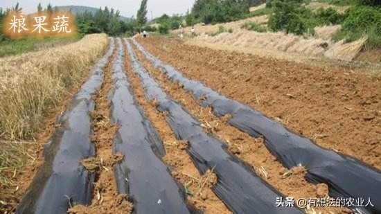 黑白地膜怎么用效果最好,银黑双色地膜好还是单黑地膜好