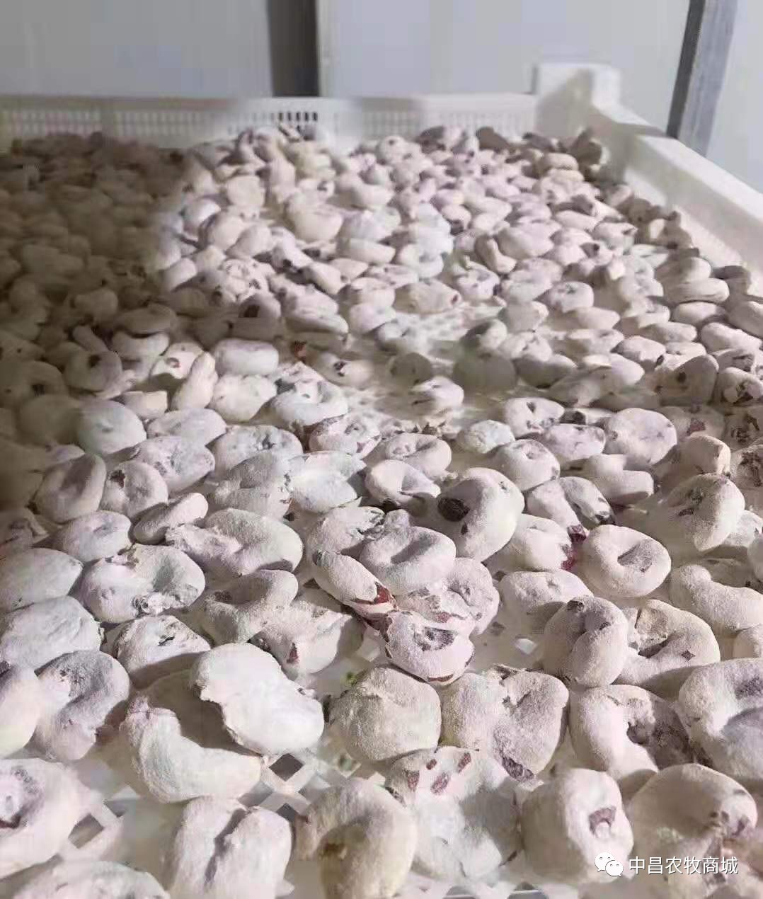 永城丰庄贡枣,永城特产枣干多少钱一斤