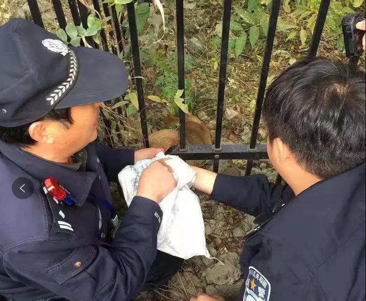 还没看《神奇动物在哪里》?没关系,你错过的神奇动物都在这里