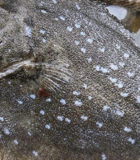 常德清蒸多宝鱼腥香辣做法,清蒸多宝鱼做法不腥