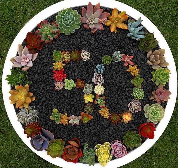 养残的多肉别扔了,养多肉不就是搬来搬去么