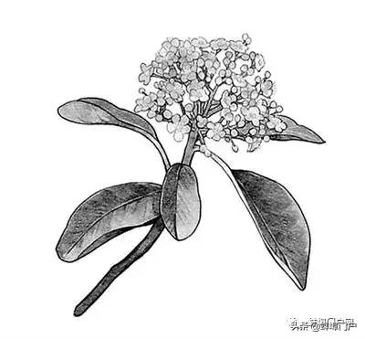 蚌埠各小区这种散发着精液味道的花你知道名字嘛