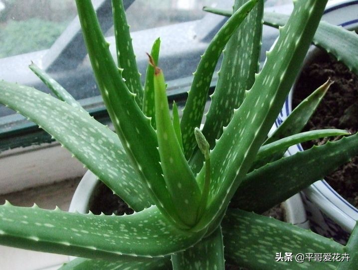 家里适合养的十种花和植物,家里养3种花一年四季开花不断