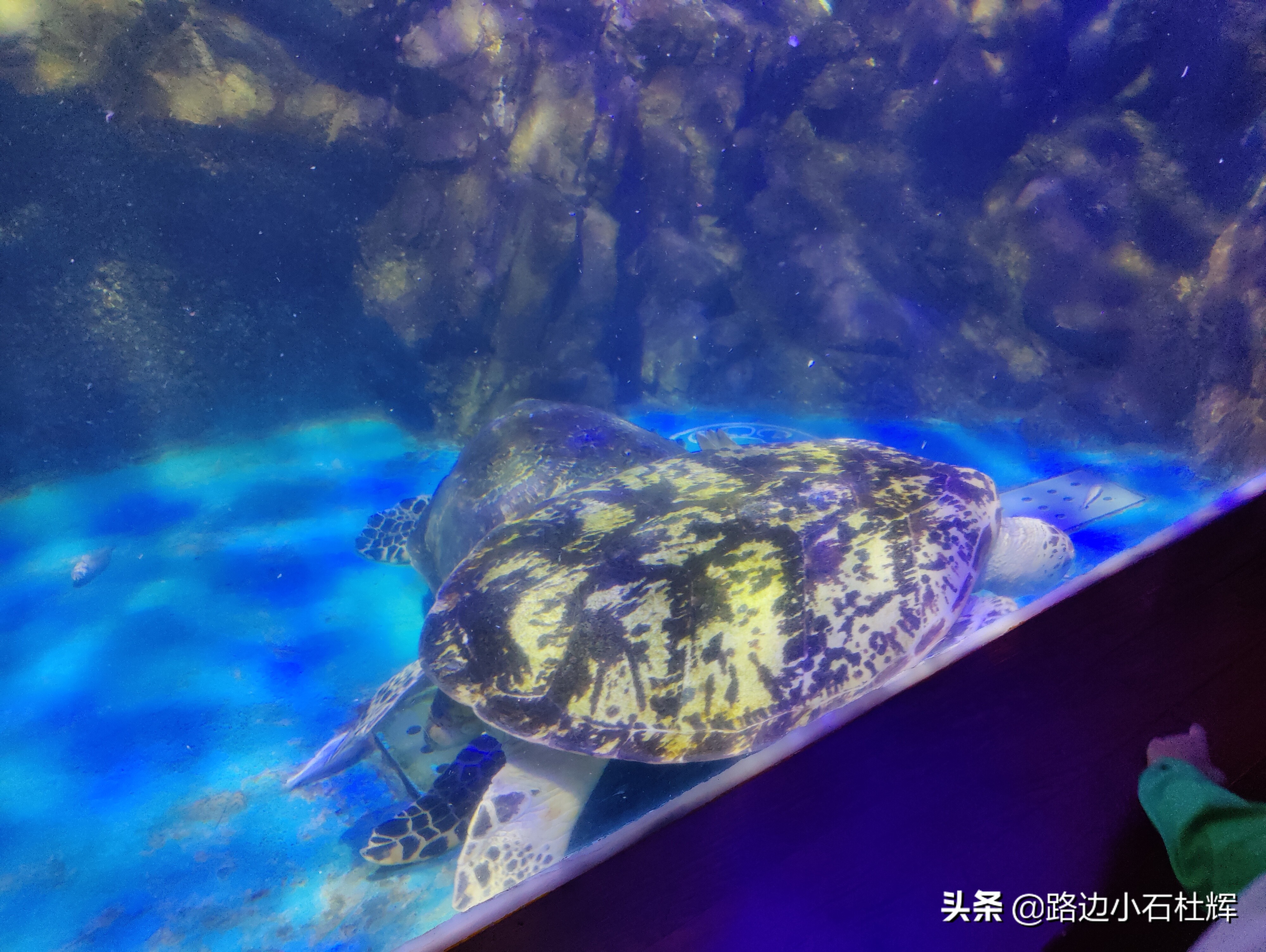 北京海洋馆游玩一览表,北京太平洋海洋馆海底世界