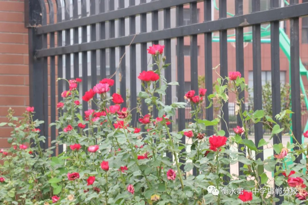 衡水一中邯郸分校就是恒一学校吗,邯郸恒一和邯郸衡一永华哪个好