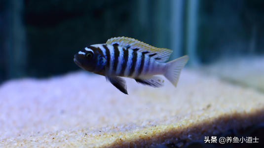 三湖慈鲷名字由来指哪三湖,三湖慈鲷可以和三湖孔雀混养吗