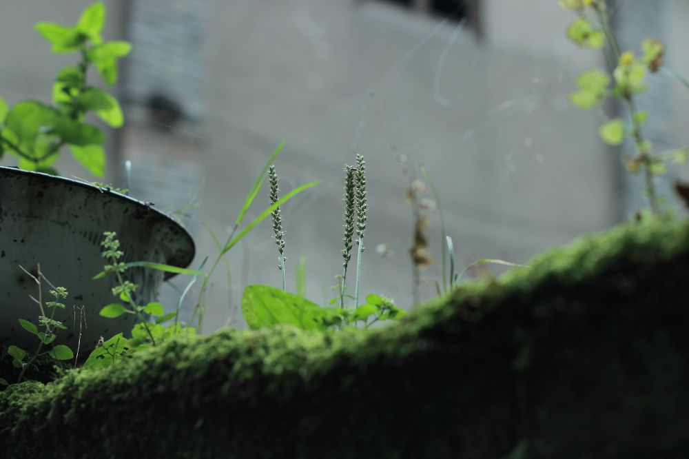 义渡古镇和走马古镇,走马古镇值不值得去