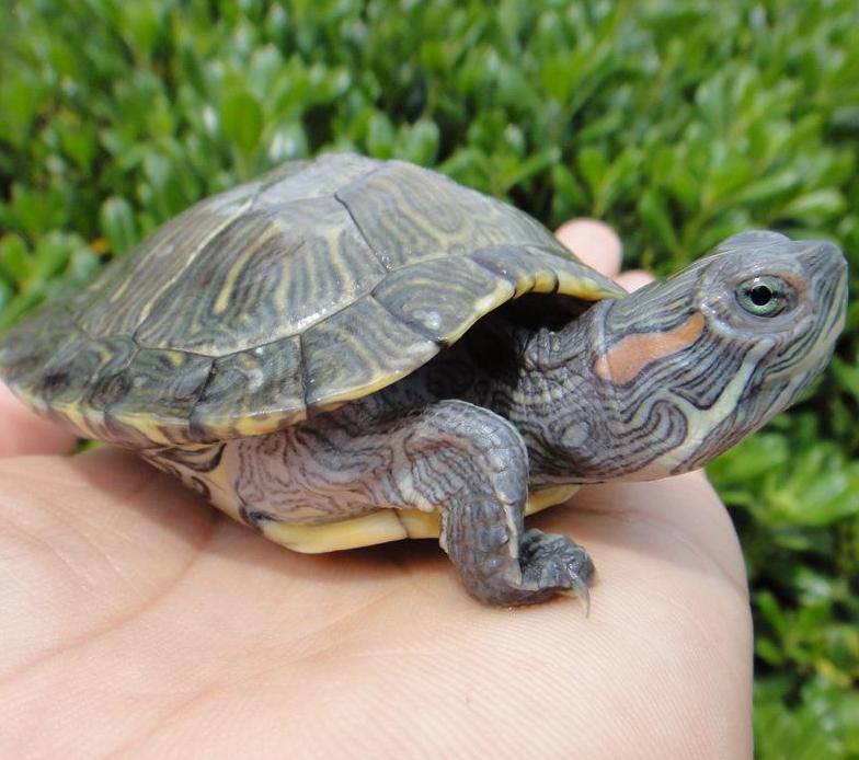 入侵中国危害最大的物种,被中国人吃到濒临灭绝的十大物种