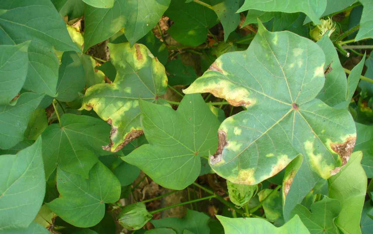 棉花枯黄病的防治办法,棉花出现黄萎病怎么处理