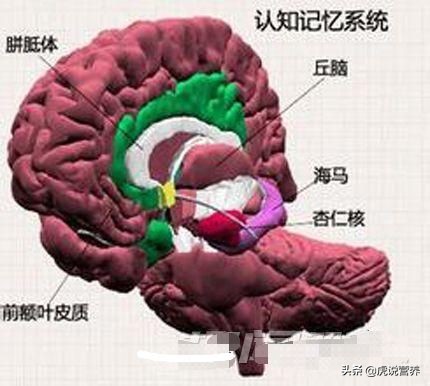 记忆力太差怎样才能提升记忆,短时间内怎么才能提高记忆力
