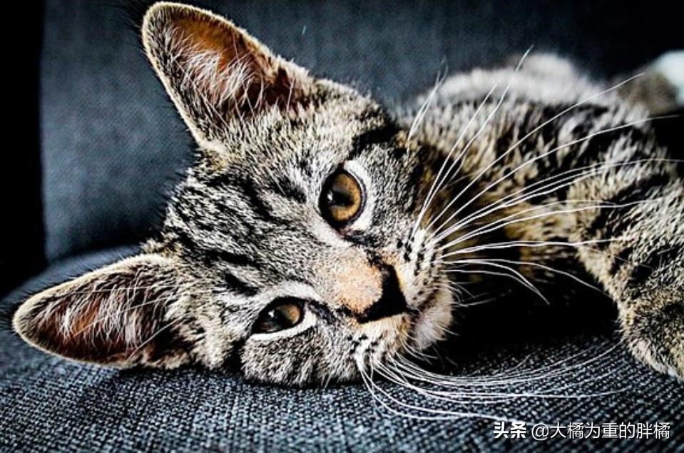 猫胡子摸不得,猫咪胡子长短不一可以剪吗