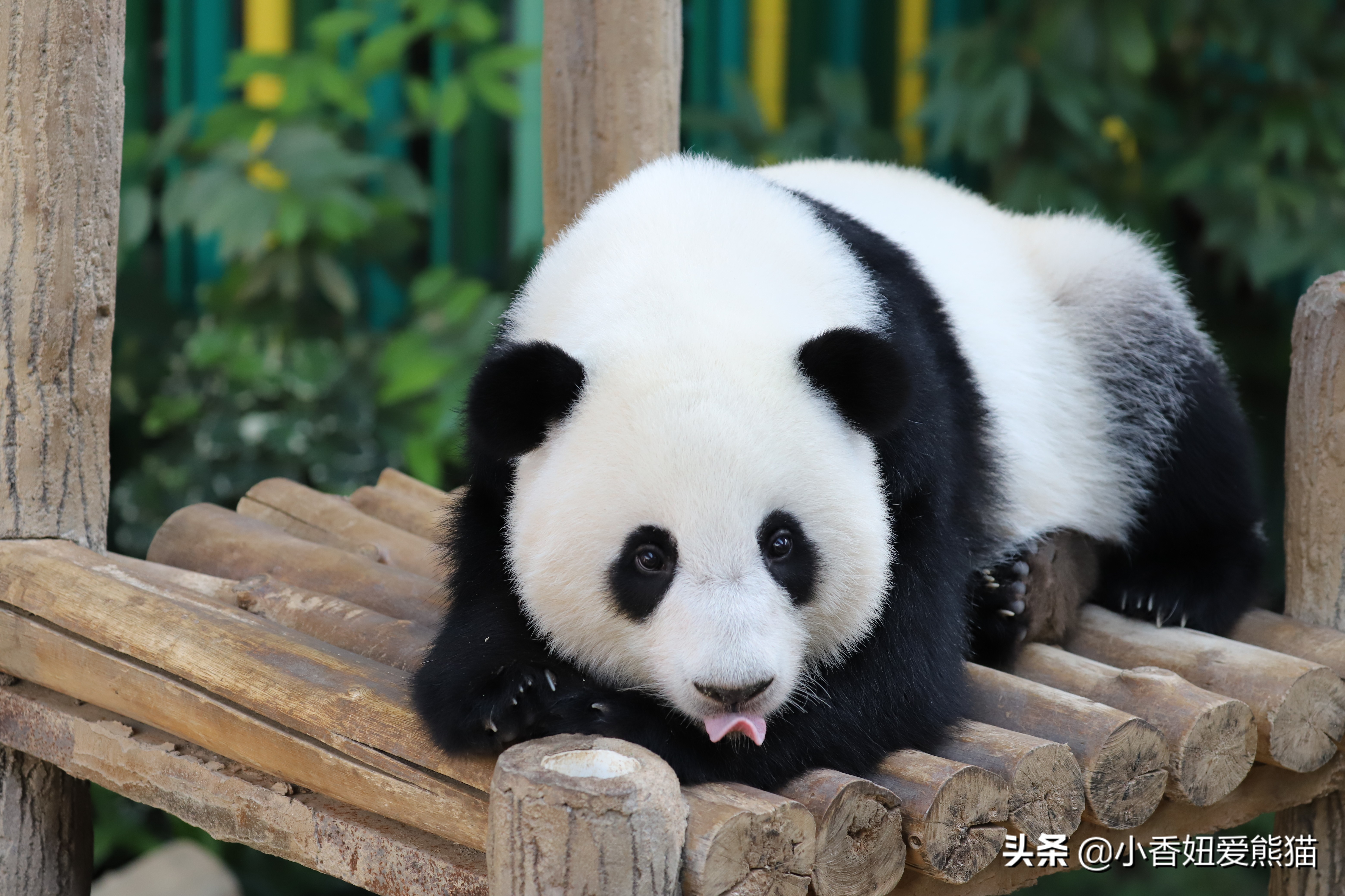 马来西亚大熊猫谊谊出生,熊猫谊谊小时候的照片