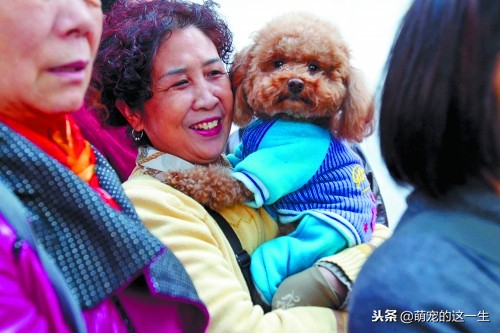 中华田园犬被列为城区禁养犬,中华田园犬是否被禁养