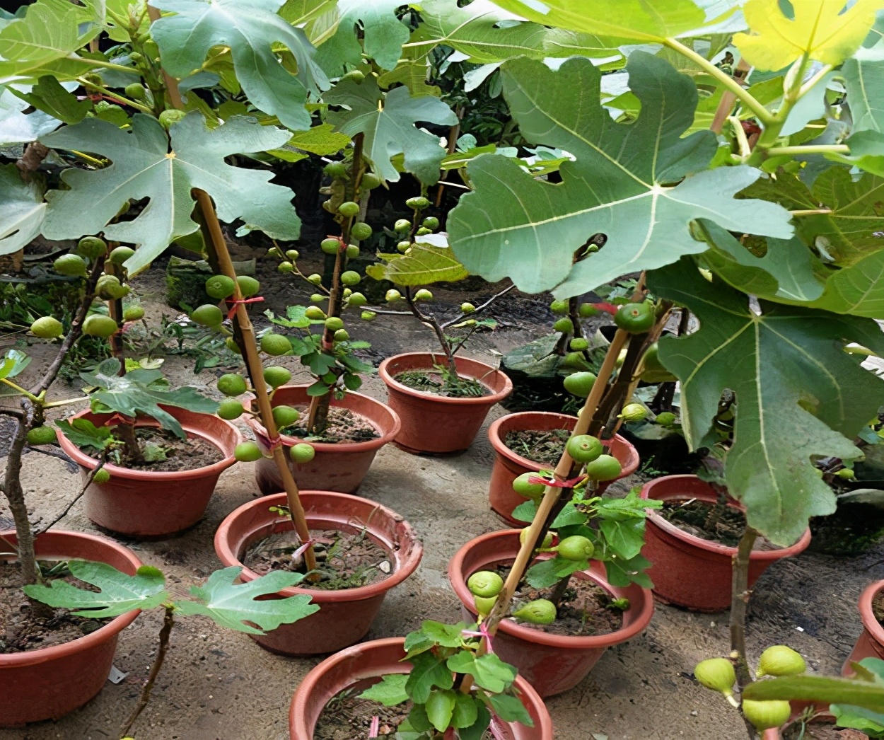 家门口种什么果树很快结果,庭院种什么果树一年四季有吃的