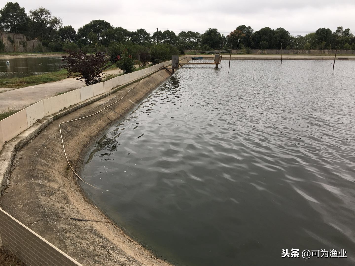 预防甲鱼穿孔病最佳方法,混养塘甲鱼怎么钓