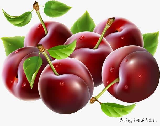 种甜樱桃的老农，利用残次品生产樱桃美酒，你也可以试试