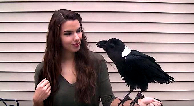 难道你不想去ruarua它吗?美国一只视错觉“兔子”走红网络