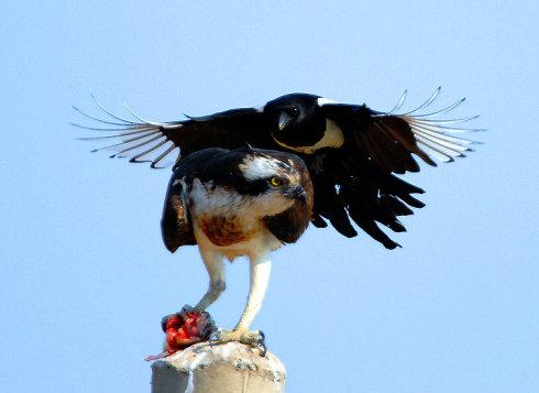 为什么喜鹊被称为报喜鸟呢,喜鹊是报喜鸟吗