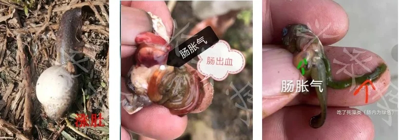蝌蚪养殖解毒的重要性,蝌蚪养殖怎样预防生病的发生呢