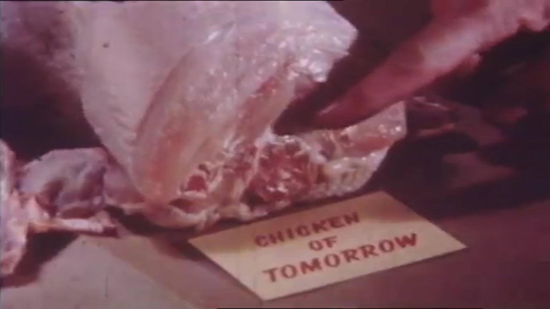 速生鸡与白羽鸡是什么,白羽鸡养殖技术和方法图解