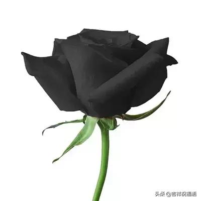 十一朵玫瑰送给好朋友花语,十一朵玫瑰花送给好友