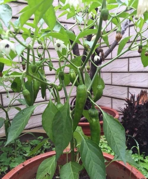 家庭阳台种植蔬菜的技术和方法,阳台怎么实现无土栽培蔬菜