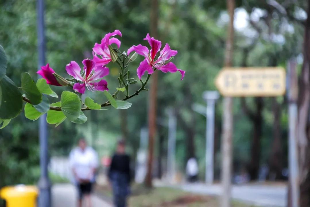 静谧角落香云纱,静谧角落视频