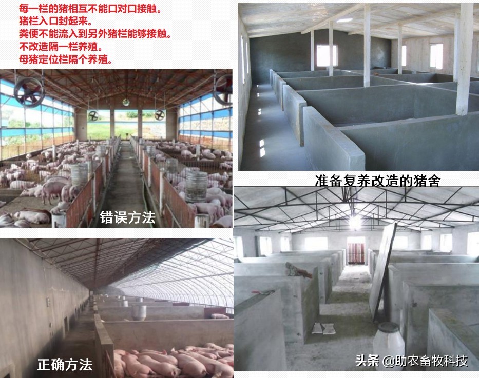 猪场发现疑似感染非洲猪瘟后如何快速控制下来