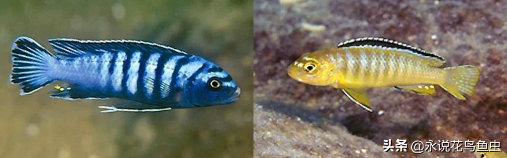 三湖慈鲷鱼肚子瘪,三湖慈鲷和老鼠鱼