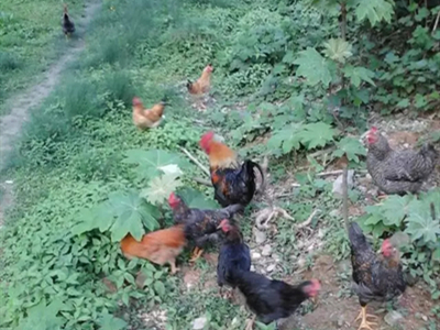 跑山鸡纯正散养土鸡利润,农村养跑山鸡怎么样