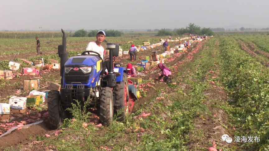 锦州资讯详情,辽宁省锦州新闻今天