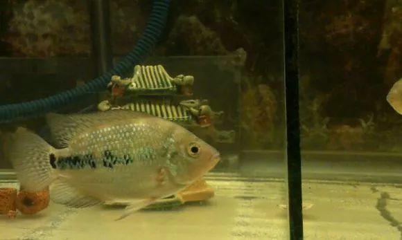 罗汉鱼苗是不是罗汉鱼,罗汉鱼苗需要什么样的水质