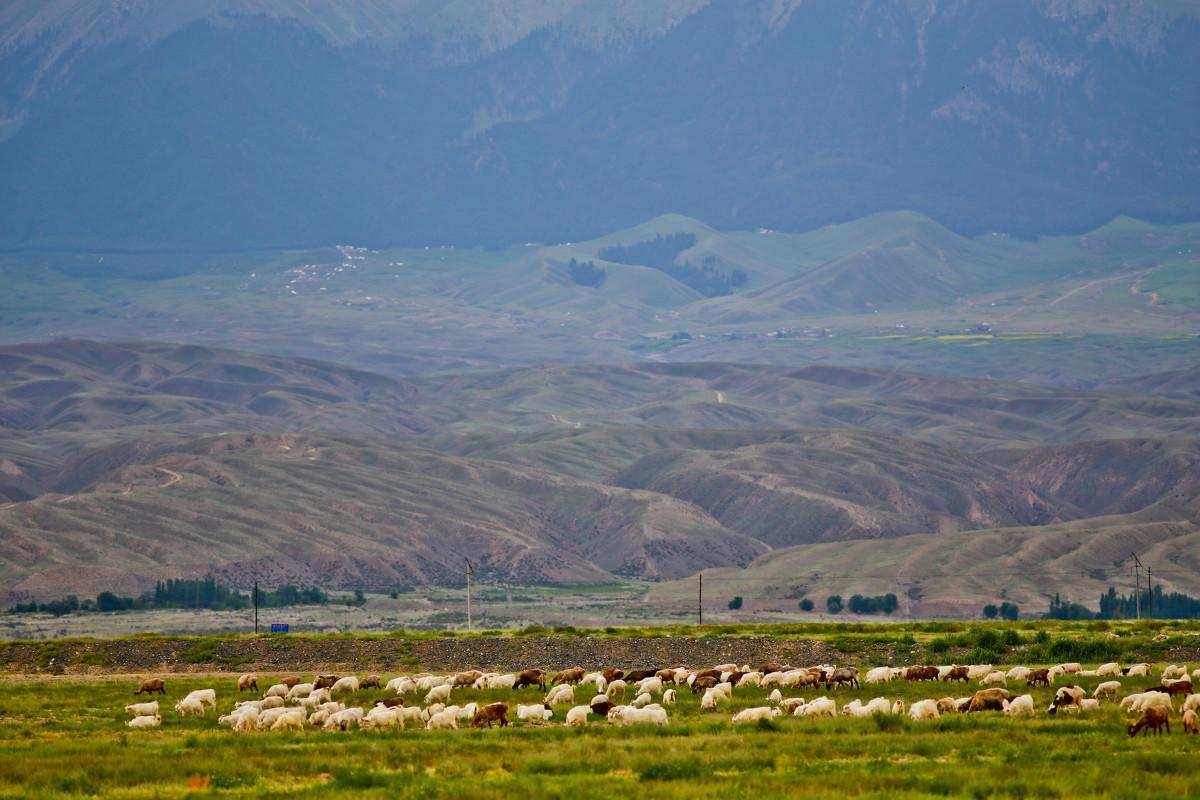 伊犁鼠兔为什么是珍稀动物,新疆稀有动物鼠兔照片