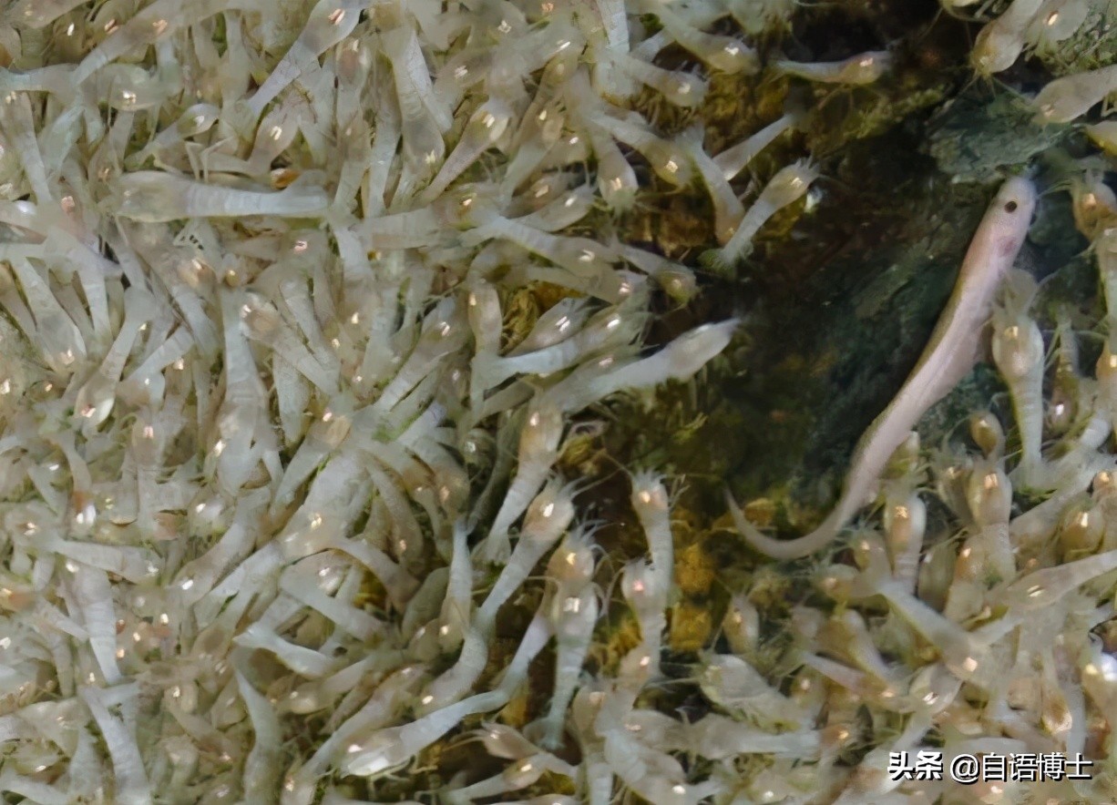 真煮不熟吗？常年生活在450℃的海水里的虾，能下火锅吗？